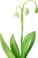 AI generated Lily of the Valley clipart. A cute Lily of the Valley flower icon. png