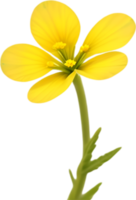 ai gegenereerd sleutelbloem clip art. een schattig sleutelbloem bloem icoon. png