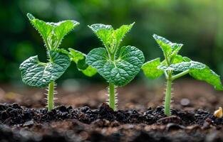 AI generated Young green sprout grows in agricultural field. Cucumber shoots. Crops grow in the black dirt during a period of active growth. Vegetable plants on black soil photo