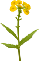 ai gerado prímula clipart. uma fofa prímula flor ícone. png