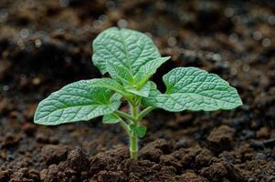 AI generated Tender sprouts of cucumber growing on soil. Close-up young plant seedlings. Soft selective focus photo