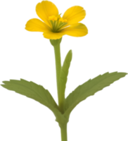 AI generated Primrose clipart. A cute Primrose flower icon. png