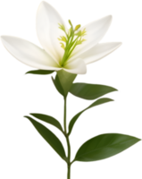 AI generated Jasmine clipart. A cute Jasmine flower icon. png