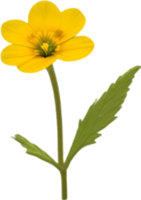 ai gerado prímula clipart. uma fofa prímula flor ícone. png