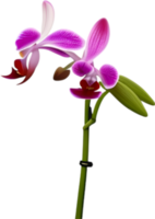 ai gerado orquídea clipart. uma fofa orquídea flor ícone. png