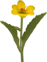 ai gegenereerd sleutelbloem clip art. een schattig sleutelbloem bloem icoon. png