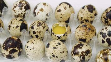 Fresh raw quail eggs and alone broken egg. Large tray of eggs is spinning video