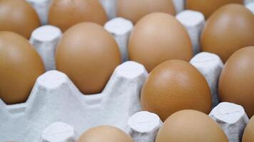 Hand placing many brown eggs and one white egg on platform - close up. Lots of fresh chicken raw eggs video