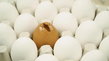 Chicken white fresh raw eggs and alone broken brown egg. Large tray of eggs is spinning video