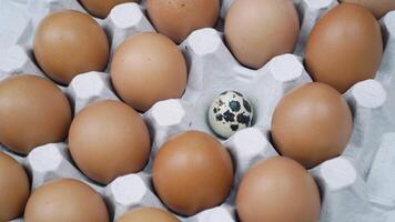 Chicken brown fresh raw eggs and alone quail egg. Large tray of eggs is spinning video