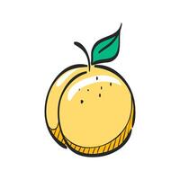 Peach icon in hand drawn color vector illustration