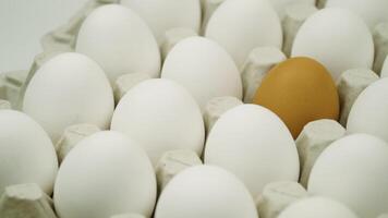 Large tray of eggs is spinning. Chicken white fresh raw eggs and alone brown egg video