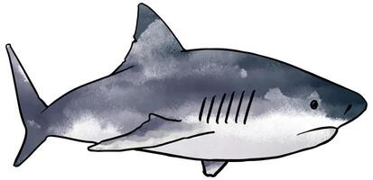 watercolor style shark hand drawn vector illustration.