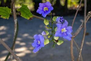 pretty purple flowers on a vine photo