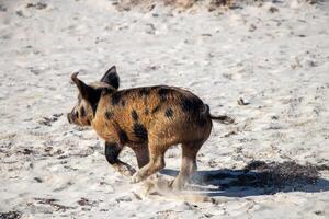 cerdo corriendo en el arena foto