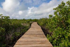 paseo marítimo mediante el manglares foto