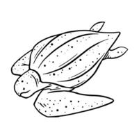 Leatherback sea turtle hand drawn vector illustration.