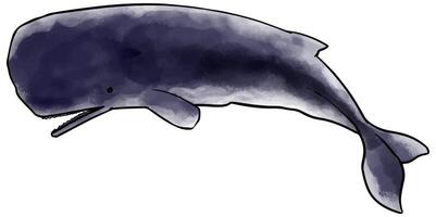 Hand drawn watercolor sperm style whale vector illustration.