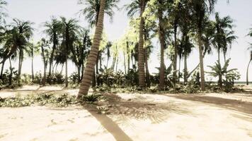 een zanderig Oppervlakte met palm bomen en de oceaan in de achtergrond video