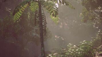 etéreo pabellón, un verde mundo maravilloso de imponente arboles en el encantador selva video