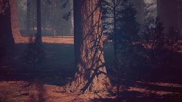 Majestic Sequoia Forest With Towering Trees video