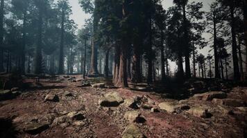 sequoia foresta, abbondante alberi e rocce in mezzo nature maestà video