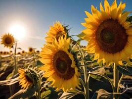 AI generated Sunflower Bathed in Sunshine Against a Blue Sky Canvas photo