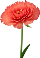 ai generiert Nelke Clip Art. ein süß Nelke Blume Symbol. png