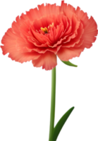 ai gegenereerd anjer clip art. een schattig anjer bloem icoon. png