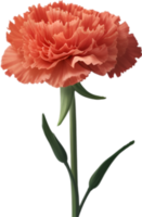 ai gerado cravo clipart. uma fofa cravo flor ícone. png