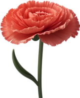 ai gegenereerd anjer clip art. een schattig anjer bloem icoon. png