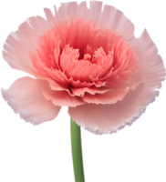AI generated Carnation clipart. A cute Carnation flower icon. png