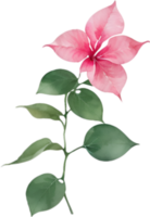 AI generated Bougainvillea clipart. A cute Bougainvillea flower icon. png