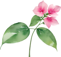 AI generated Bougainvillea clipart. A cute Bougainvillea flower icon. png