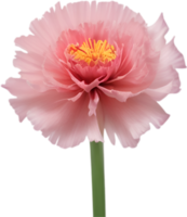 AI generated Carnation clipart. A cute Carnation flower icon. png