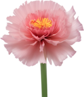 ai généré œillet clipart. une mignonne œillet fleur icône. png