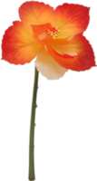 ai generiert Begonie Clip Art. ein süß Begonie Blume Symbol. png