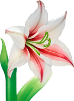 ai gerado amaryllis clipart. uma fofa amaryllis flor ícone. png