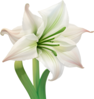 AI generated Amaryllis clipart. A cute Amaryllis flower icon. png