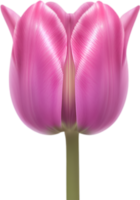 AI generated Flower icon, close-up of a cute colorful flower icon. png