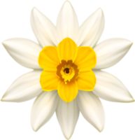 AI generated Flower icon, close-up of a cute colorful flower icon. png