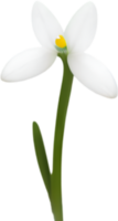 AI generated Flower icon, close-up of a cute colorful flower icon. png