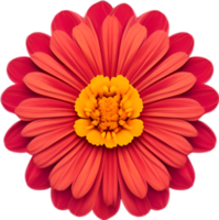 AI generated Flower icon, close-up of a cute colorful flower icon. png