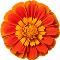 AI generated Flower icon, close-up of a cute colorful flower icon. png