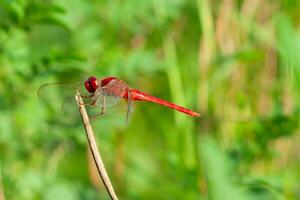 A red-veined darter or nomad dragonfly is perched on a branch photo