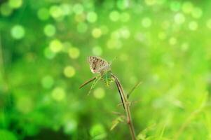 Zizina otis butterflies are perched on the leaves photo