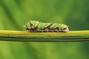 A Caterpillar Citrus Swallowtail photo