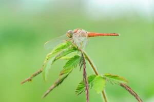 A red-veined darter or nomad dragonfly is perched on a branch photo