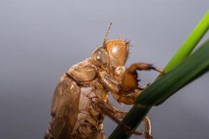 macro de cigarra manchar atención en ojo, cigarras muda en el verde césped rama foto