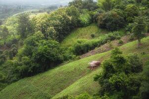 natural paisaje ver de maíz campo y arroz campo deforestación de Tailandia lluvia bosque para maíz y arroz plantaciones, yaya provincia foto
